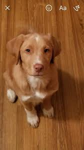 What should her name be? 🐾 North Andover's Community Impact Unit has a new  partner, a sweet female English Labrador, but she still needs a name! The  department is asking students, families,