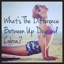 What S The Difference Between Cobra Pose And Upward Facing Dog Cobra Pose Yoga Education Dog Yoga