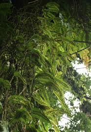 Image result for Oleandra distenta