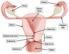 Image result for how to insert male organ into female organ