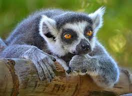 Daydreamer Animals Wild Animals Beautiful Interesting Animals