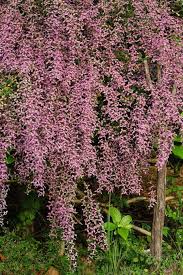 Image result for Congea