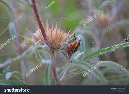 Image result for Dicoma