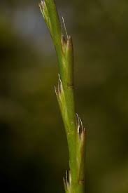 Image result for Hainardia