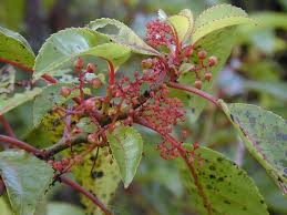 Image result for Gerrardinaceae