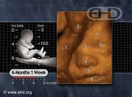 Now that you're in week 25 of pregnancy, your uterus is about the size of a soccer ball and you may finally have that pronounced baby bump you've been imagining since the start. Face 25 Week Fetus