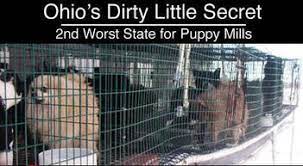 The puppy mill rescue team consists mainly of rescues in new york, pennsylvania, and ohio. Breeders High Volume Puppy Mill