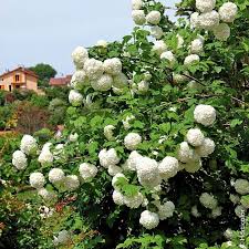 Bellissima pianta con tanti fiori bianchi dalla caratteristica forma di una palla Pin Su Piante Da Comprare
