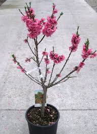 Image result for Prunus persica