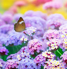 Image result for Verbena × teasii