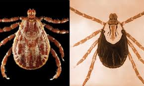 Image result for Tick Paralysis