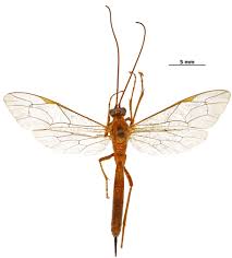 Image result for Ottelia fischeri