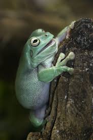 Dumpy tree frog cute frogs with hats. November 2010 Whites Tree Frog Green Tree Frog Frog Habitat