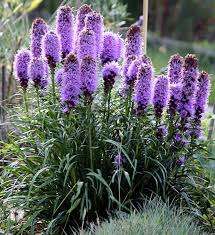 Check spelling or type a new query. Liatris Planting And Care