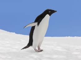 Image result for penguin