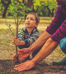 Many redwoods grow to heights of more than 300 feet (90 meters). 50 Interesting Facts And Information About Plants For Kids