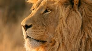 Mac Os X Lion Wallpapers Download Lion Wallpaper Lion Hd Wallpaper Lion Pictures