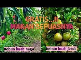 Harga tiket kebon jeruk aik bukak ntb. Wisata Kebun Jeruk Lombok Tengah Yang Lagi Ngetrend Gerai News
