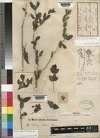 Image result for Justicia odora