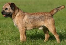 Border Terriers Whats Good About Em Whats Bad About Em