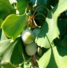 Image result for Ginkgoaceae