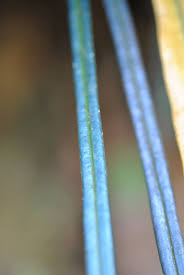 Image result for Elaphoglossum lancifolium