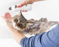 Watch for signs of poisoning such as vomiting, shaking, lethargy or skin rashes. Tips For Giving A Cat A Bath Softpaws Com