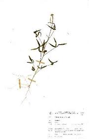 Image result for Cleome maculata