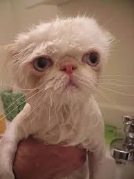 15 Angry Wet Cats Wet Cat Cats Cat Care