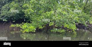 Image result for Sonneratia