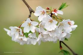 Maybe you would like to learn more about one of these? Branch Brook Park Cherry Blossom Festival 2020 Splurgefrugal Com Cherry Blossom Wallpaper Cherry Blossom Festival Cherry Blossom