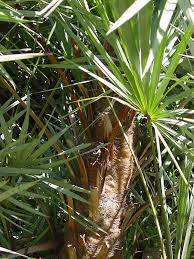 Image result for Serenoa repens