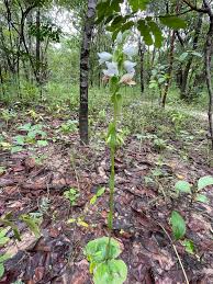 Image result for Satyrium kitimboense