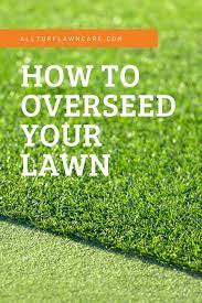 How To Overseed Your Lawn Fescue Lawn Overseeding Fescue