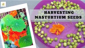 Grow the best nasturtium plants with flower seeds that are available in packets or in bulk from edenbrothers.com, offering free shipping on orders over $79. Collecting Nasturtium Seeds How To Harvest Save And Store Nasturtium Seeds For Beginners Youtube