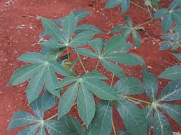 Image result for Manihot