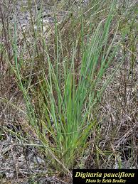 Image result for Digitaria eylesii