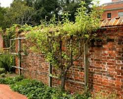 Dwarf fruit trees are those grown on rootstock that stunts growth to around 2m. Growing Fruit Trees In Containers There S A Tree For You Container Plants And Gardening