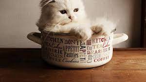 Star pro felin adalah makanan kucing persia yang bagus untuk bulu dan kegemukannya. 6 Makanan Kucing Persia Yang Bagus Untuk Bulu Begini Perawatannya Hot Liputan6 Com