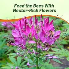 Image result for Cleome schimperi
