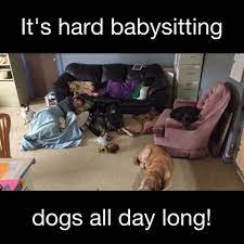 When Life Is To Hard At Work Cute Little Animals Funny Animal Pictures Dog Memes