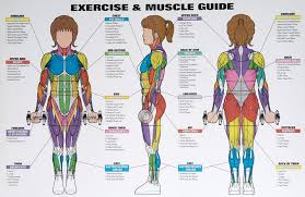 Best Exercises Targeting Each Muscle Group Workout Chart Exercise Weight Training