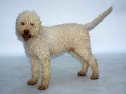 Breeder of lagotto romagnolo, italian truffle dog. Lagotto Romagnolo Texas West Animal Health