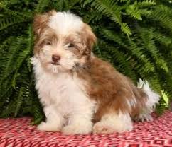 Lovely havanese puppies for sale. Havanese Puppies For Sale Lancaster Puppies