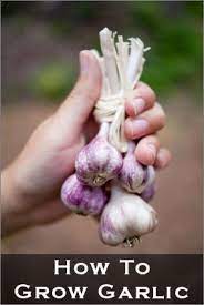 An Italian Girls Dream Homegrown Ingredient Must Have Growing Garlic Growing Food Veggie Garden