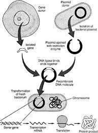 Use Of Restriction Endonucleases And Ligase In Genetic Engineering Repinned By Emilyslutsky Recombinant Dna Dna Technology Biotechnology