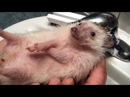 Make sure your hedgehog is maintainted at a temperature of at least 74 degrees. Before You Buy A Hedgehog Watch This Youtube