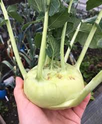 The Happy Couple On Instagram Kohlrabi Harvest I Have Fallen In Love With This Vegetable Because It S So Easy To Grow Not Only Ca Kohlrabi Growing Harvest