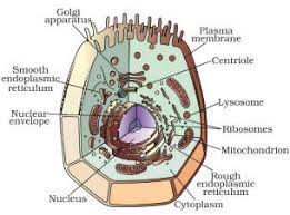 In the title animal cell parts and functions, the word part pertains to organelles; Draw A Labelled Diagram Of A Animal Cell