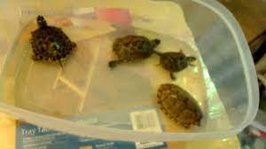 Below are our captive bred and imported live turtles for sale, from around the globe. Before You Buy A Turtle Watch This Video Youtube